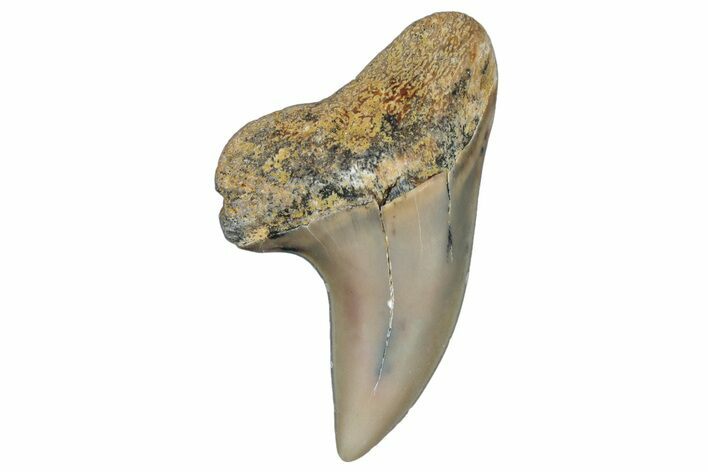 Fossil Shark Tooth (Carcharodon planus) - Bakersfield, CA #306832